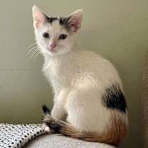 adopt-pet