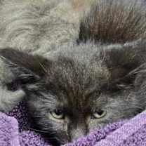 adopt-pet