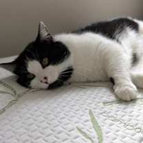 Thumbnail photo of Orion #4