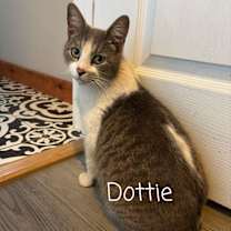 Thumbnail photo of Dottie #4