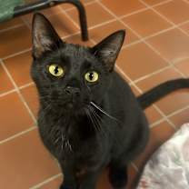 Thumbnail photo of Bosco #1