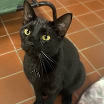 Thumbnail photo of Bosco #2