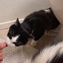 Thumbnail photo of Dash #2