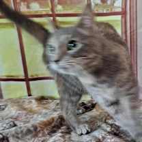 Thumbnail photo of Tippy #4