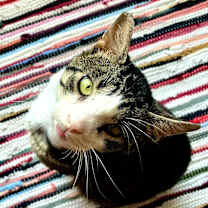 Thumbnail photo of Bradley #3