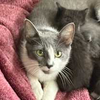 Thumbnail photo of Fae #2