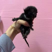 Thumbnail photo of John Lennon #2