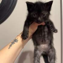 Thumbnail photo of John Lennon #3