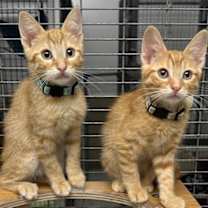 Thumbnail photo of Johnny & Jimmy #1