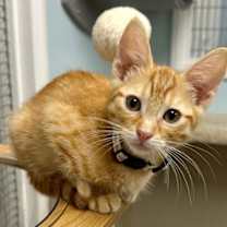 Thumbnail photo of Johnny & Jimmy #3