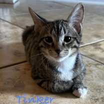 Thumbnail photo of Tinker #3