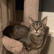 Thumbnail photo of Maggie #2