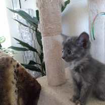 Thumbnail photo of Poppy #1