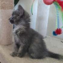 Thumbnail photo of Poppy #3