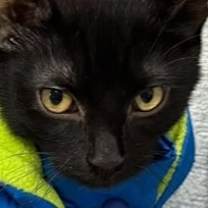 adopt-pet
