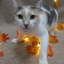 Thumbnail photo of Phantomina #1