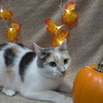 Thumbnail photo of Phantomina #2