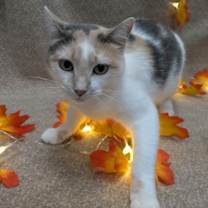 Thumbnail photo of Phantomina #3