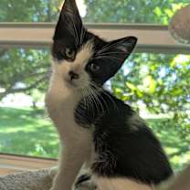 Thumbnail photo of Leonardo da Vinci #3