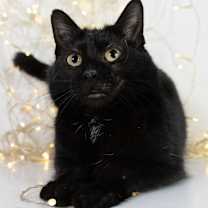 adopt-pet