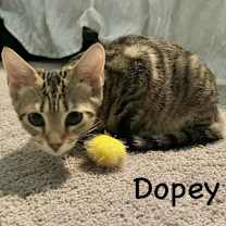 Thumbnail photo of Dopey #1