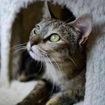 Thumbnail photo of Solene #4