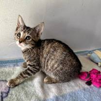 Thumbnail photo of MUNISA #2