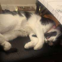 Thumbnail photo of Minnie #2