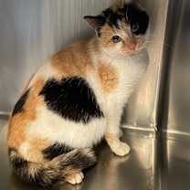 Thumbnail photo of Paloma #1