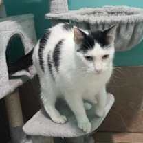 Thumbnail photo of Pedro #4
