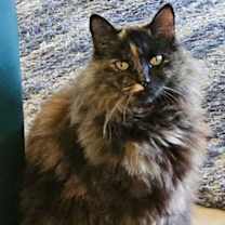 Thumbnail photo of Romi #1