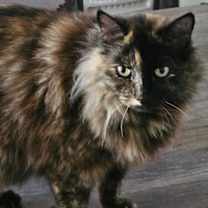 Thumbnail photo of Romi #2