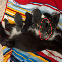 Thumbnail photo of Aurora 43C25 #2