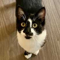 Thumbnail photo of Pasta: Penne #1