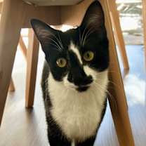 Thumbnail photo of Pasta: Penne #3