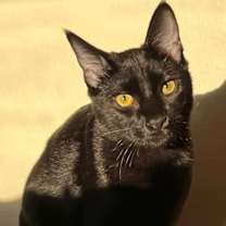 Thumbnail photo of Pasta: Macaroni #1