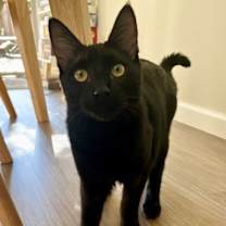 Thumbnail photo of Pasta: Macaroni #3