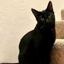 Thumbnail photo of Pasta: Tortellini #1