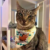 Thumbnail photo of Sporty #1