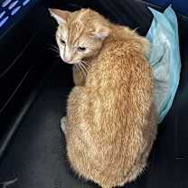 Thumbnail photo of Tobie BDL #2