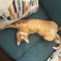 Thumbnail photo of Tobie BDL #3