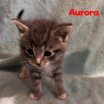 Thumbnail photo of Aurora 43C25 #4