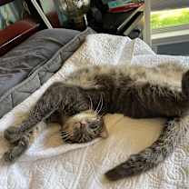 Thumbnail photo of Stormy #1