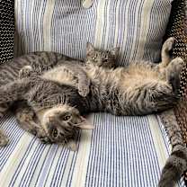 Thumbnail photo of Stormy #2