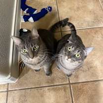 Thumbnail photo of Stormy #3