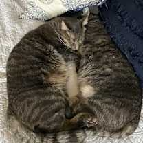 Thumbnail photo of Stormy #4