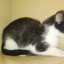 Thumbnail photo of Cabo #4