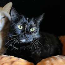 Thumbnail photo of Parsec *Sponsored* #3