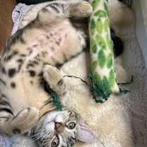 Thumbnail photo of LEA #1