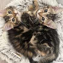 Thumbnail photo of LEA #2